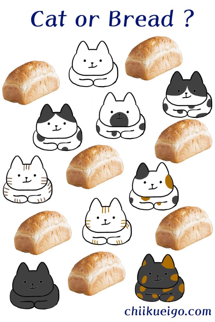 cat or bread?