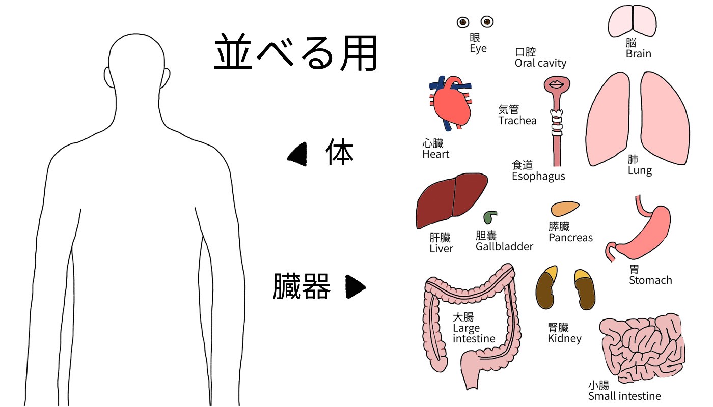 手術室看護師が作る臓器キーホルダー 脳みそ+radiokameleon.ba